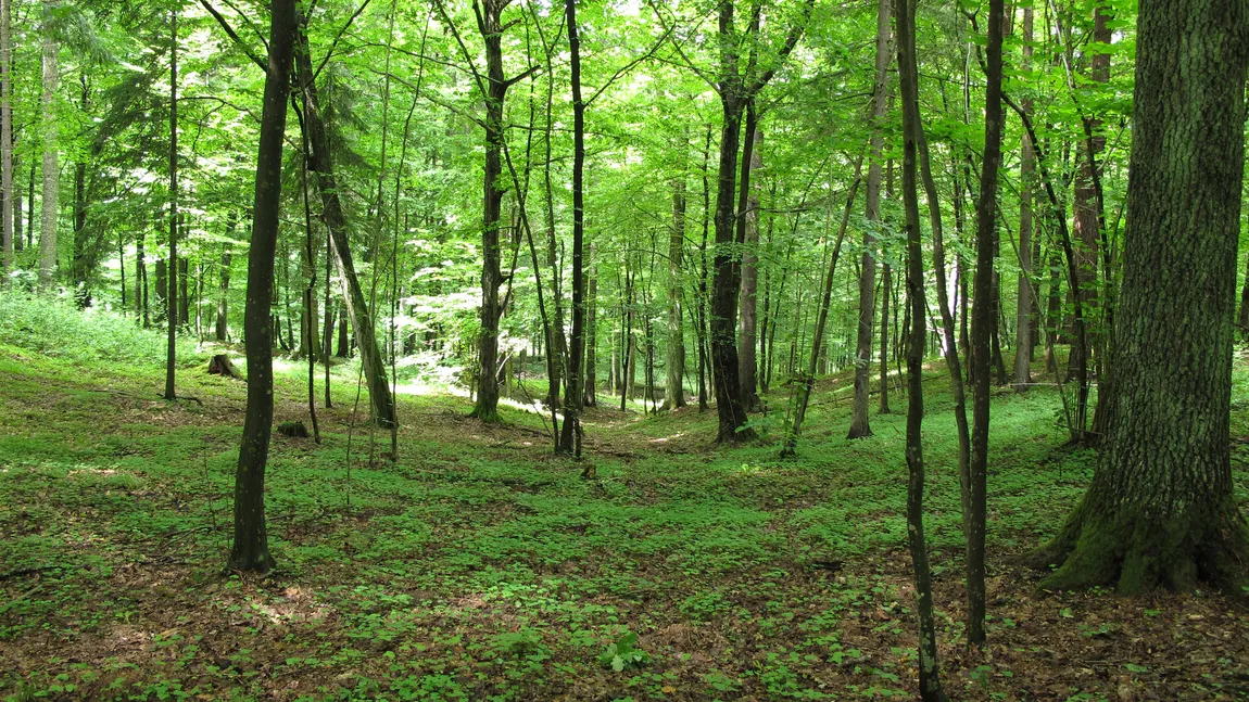 Jumătate din tăierile de păduri din România sunt ILEGALE. Cine este principalul beneficiar