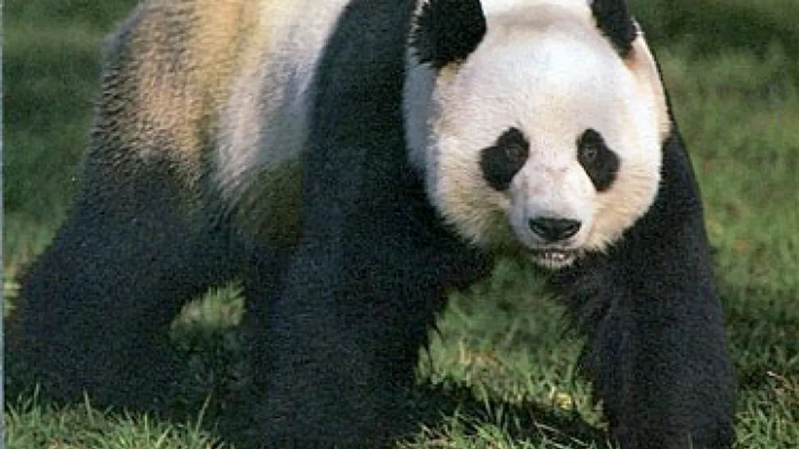 Ursul Panda Gigant, o adevărată enigmă pentru biologi