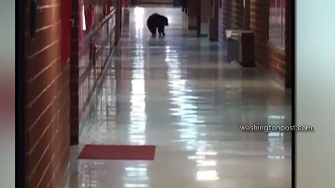 Urs pe holurile liceului în SUA
