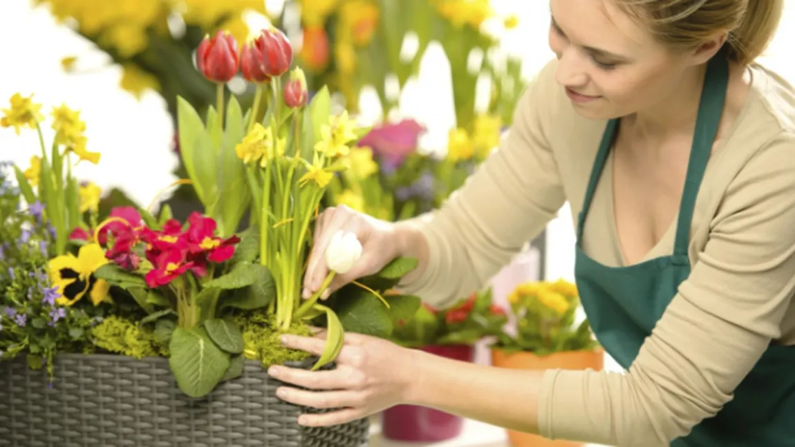 Plante de interior care purifică aerul mai bine decât orice dispozitiv