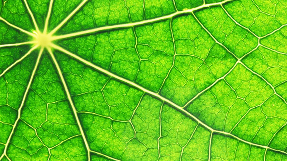Cercetătorii au creat materialul care poate imita procesul de fotosinteză