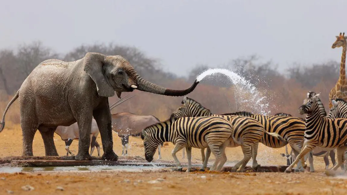Ce animal se taie de Crăciun în Africa VIDEO