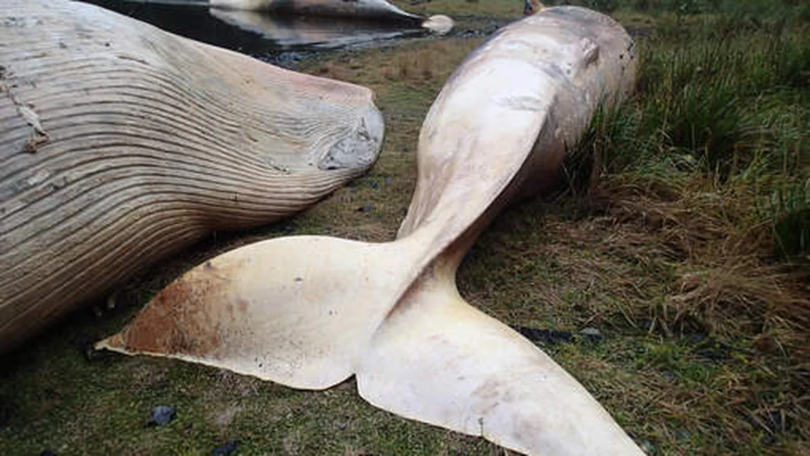 Catastrofă ecologică. Peste 300 de balene au fost găsite moarte, pe ţărmul Patagoniei