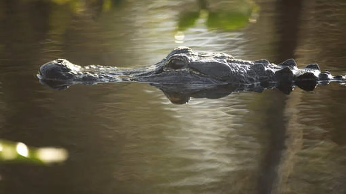 Ghinionul teribil al unui hoţ. A sărit într-un iaz ca să scape de poliţie, dar a fost mâncat de un crocodil