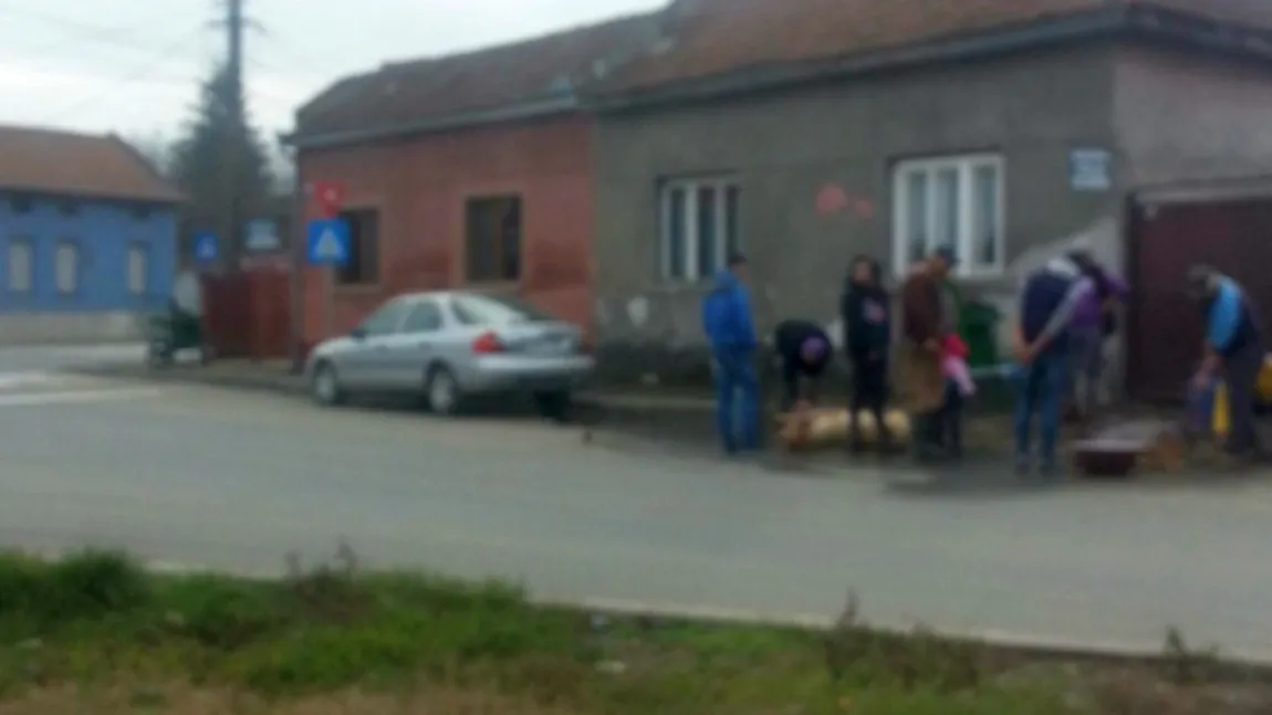 Imagini scandaloase la Lugoj. Porcii sunt sacrificaţi în stradă VIDEO