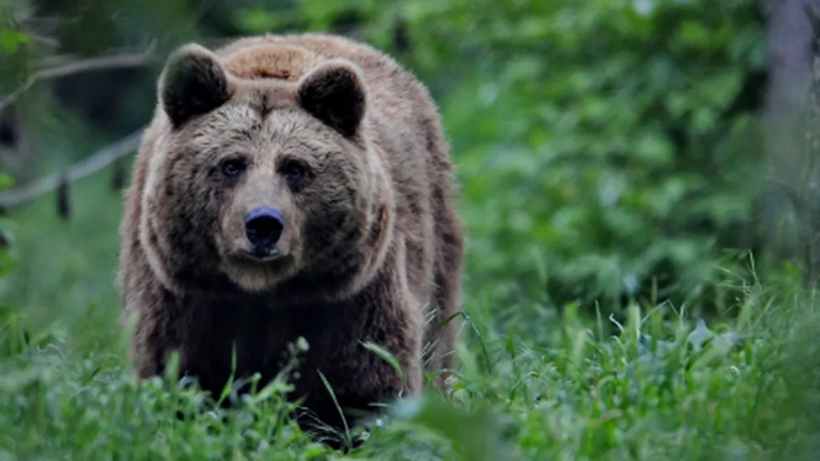 Un urs a băgat spaima în locuitorii din Ploieşti în seara de Ajun