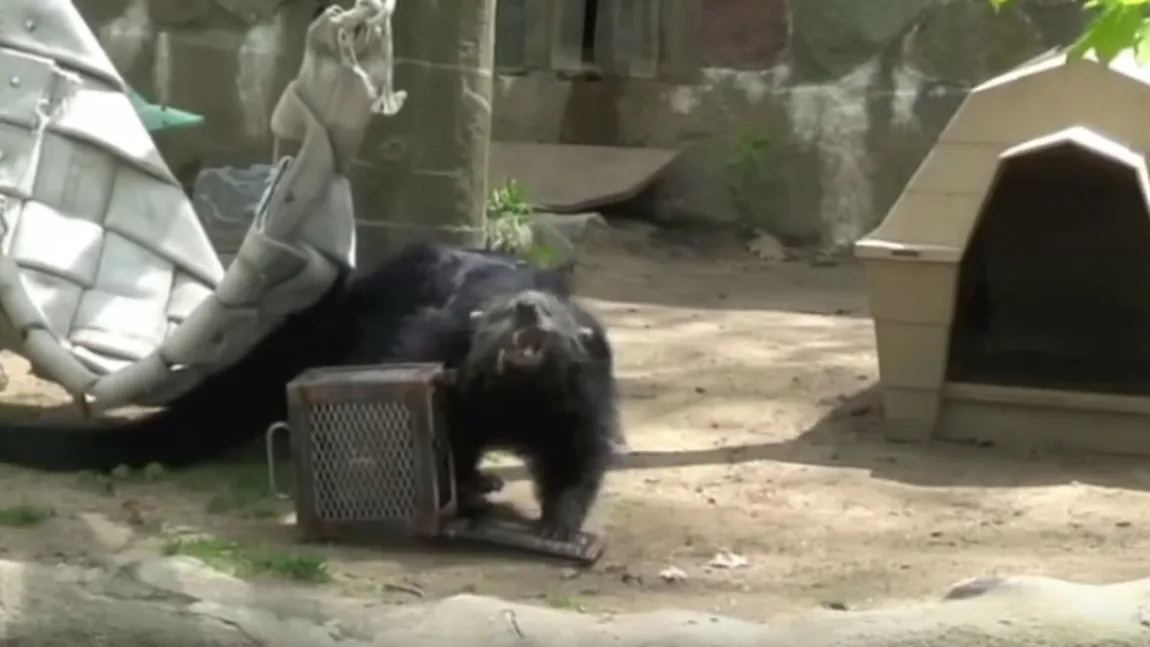 Care animal e mai inteligent? Care e rezultatul unui experiment făcut de americani VIDEO