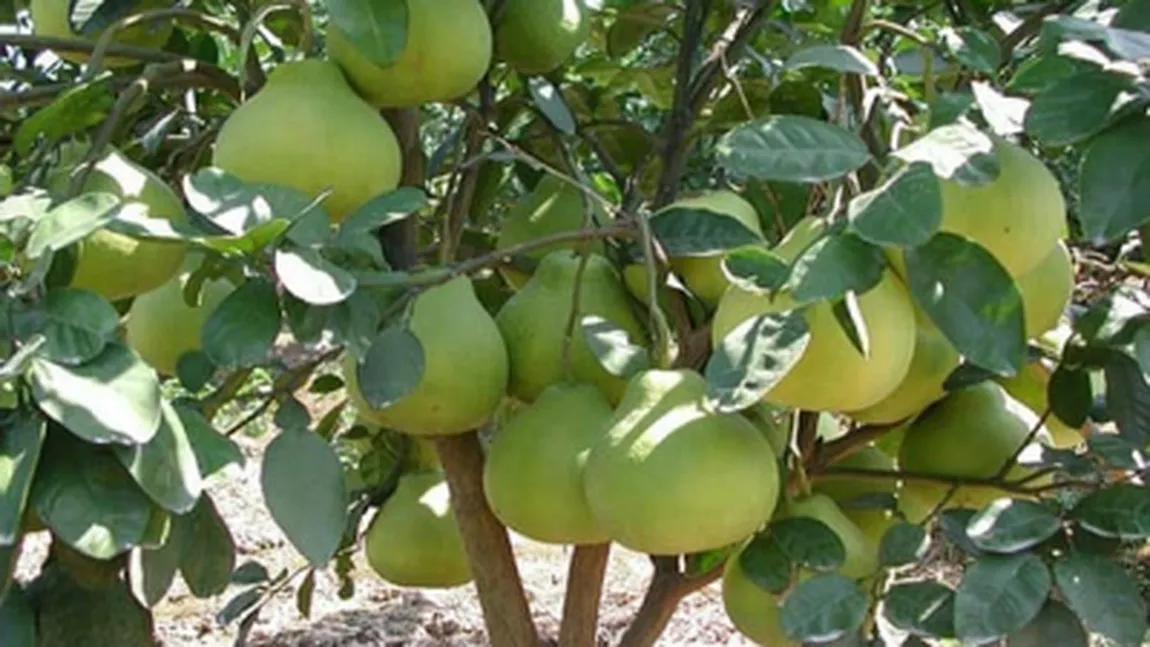 Tratamente naturiste. Pomelo - un fruct exotic şi 8 motive sănătoase ca să-l consumi cât mai des