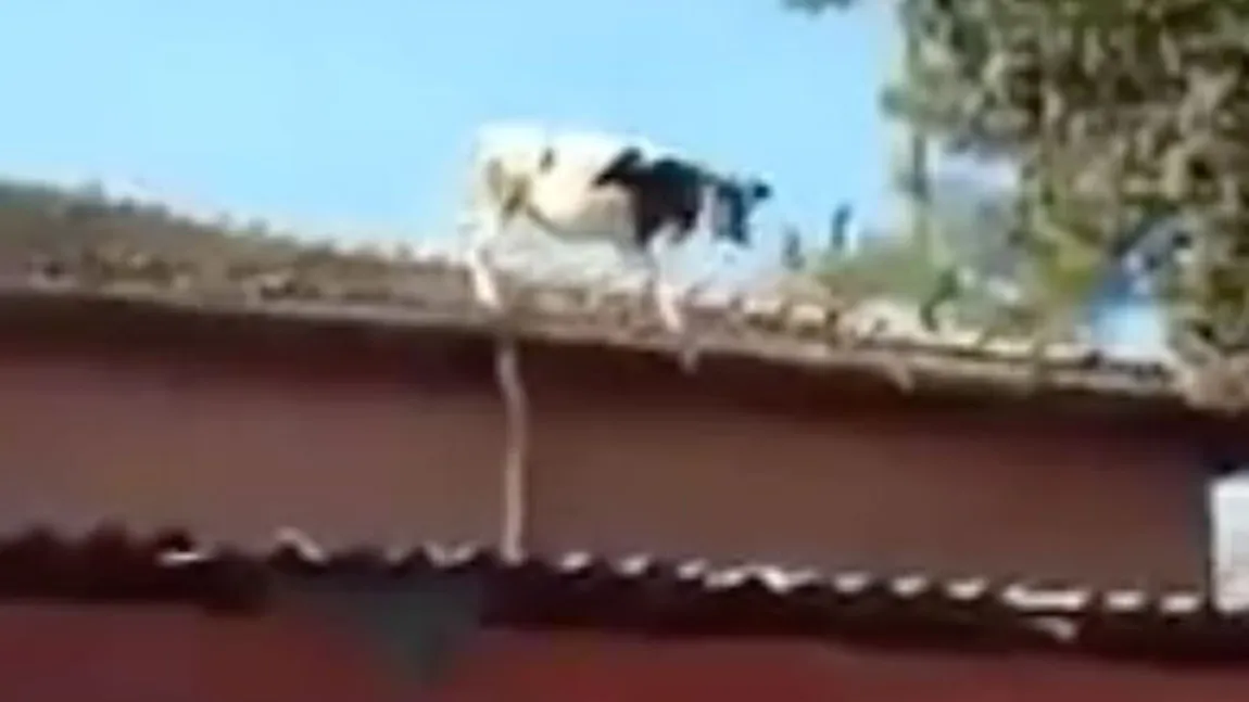 Vaca acrobată. Imagine uluitoare cu animalul, sărind de pe acoperiş VIDEO