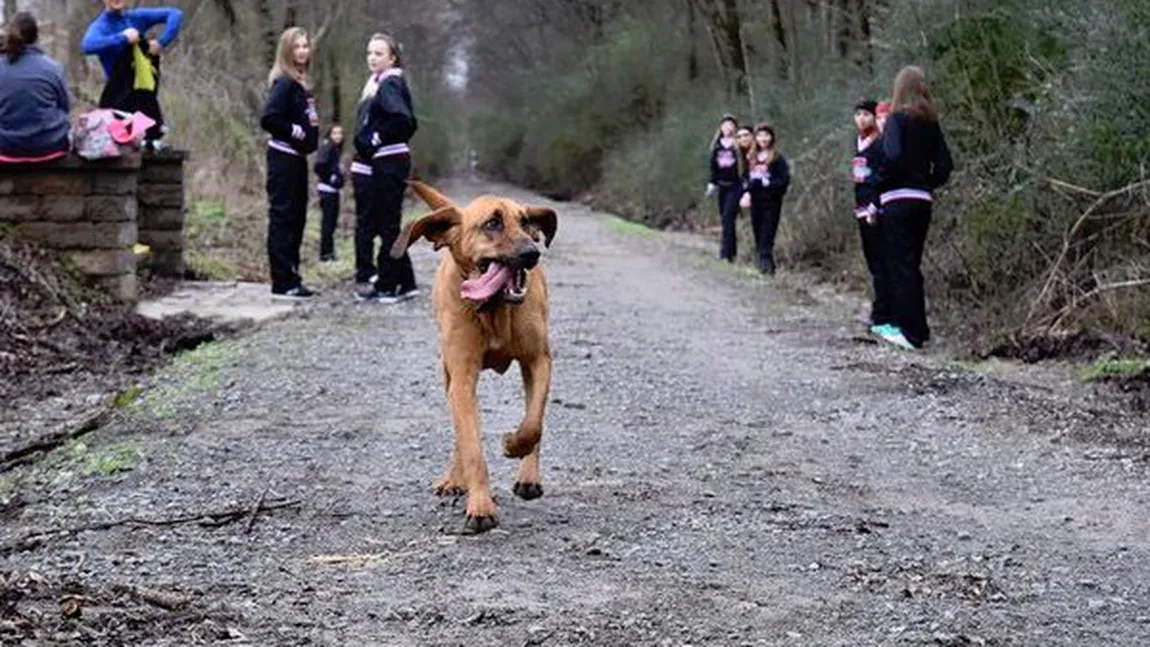 Un câine a fugit de-acasă pentru a alerga la un maraton de oameni. A încheiat cursa pe locul 7 VIDEO