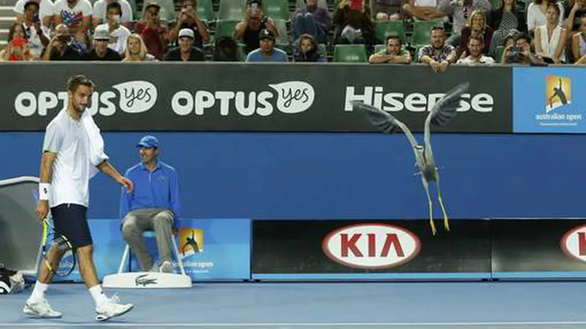 AUSTRALIAN OPEN 2016, spectacolul animalelor. O pasăre ciudată s-a plimbat pe teren la un meci de marţi VIDEO