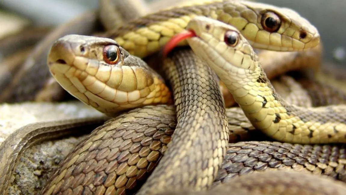 VREMEA schimbătoare a scos sute de şerpi veninoşi din ascunzători