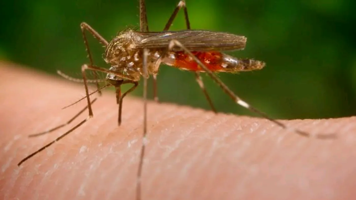 Un nou VIRUS transmis de ţânţari ameninţă sănătatea umană