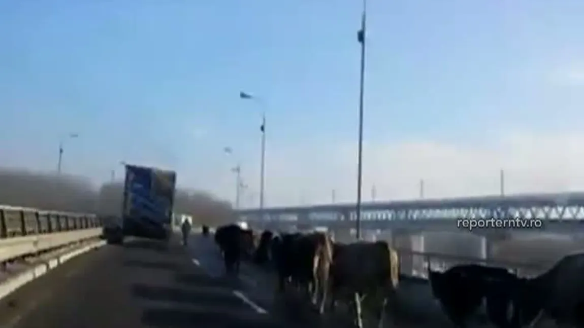 O cireadă de vaci, surprinsă pe Autostrada Soarelui VIDEO