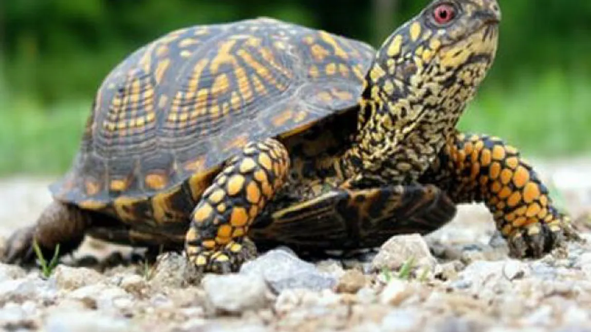 Descoperire uluitoare despre broaştele ţestoase. Vezi ce făceau preistoricii cu ele în urmă cu 400.000 de ani