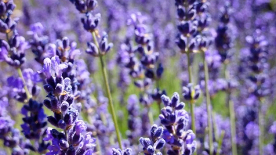 Tehnologia cultivării plantelor medicinale. Lavanda, o cultură cu parfum de câştig