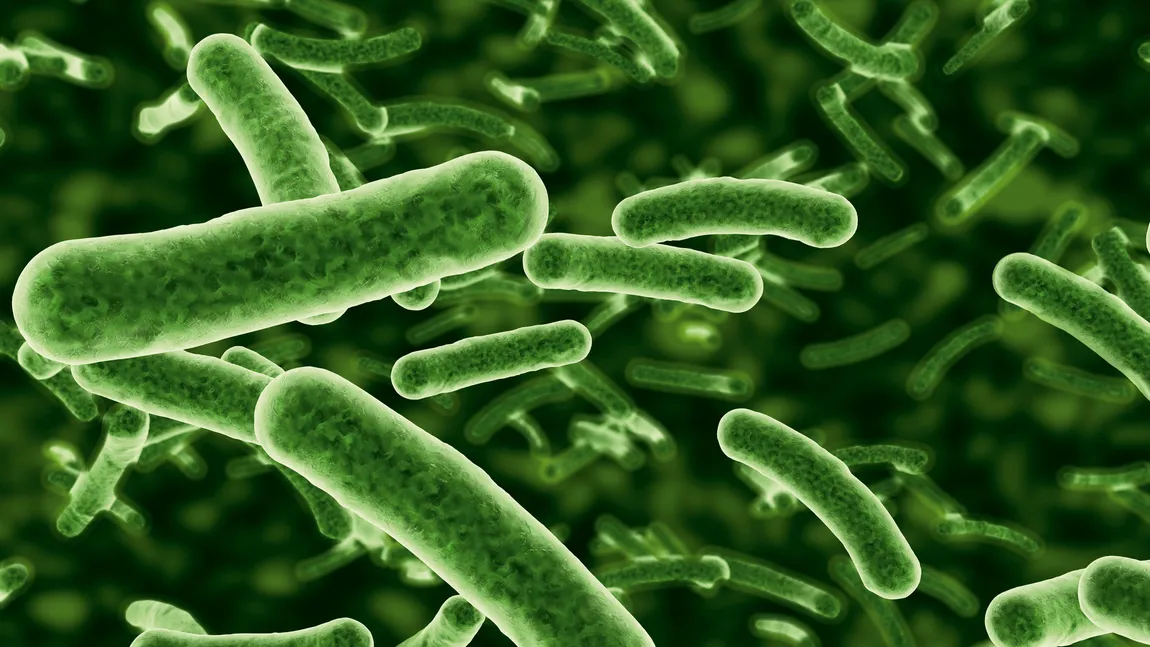 Viruşii mâncători de bacterii, o alternativă a antibioticelor