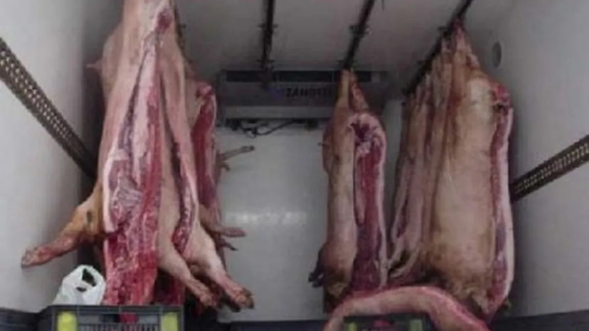 Pericol public pentru sănătate. Carne transportată precum gunoiul, pe şoselele României FOTO