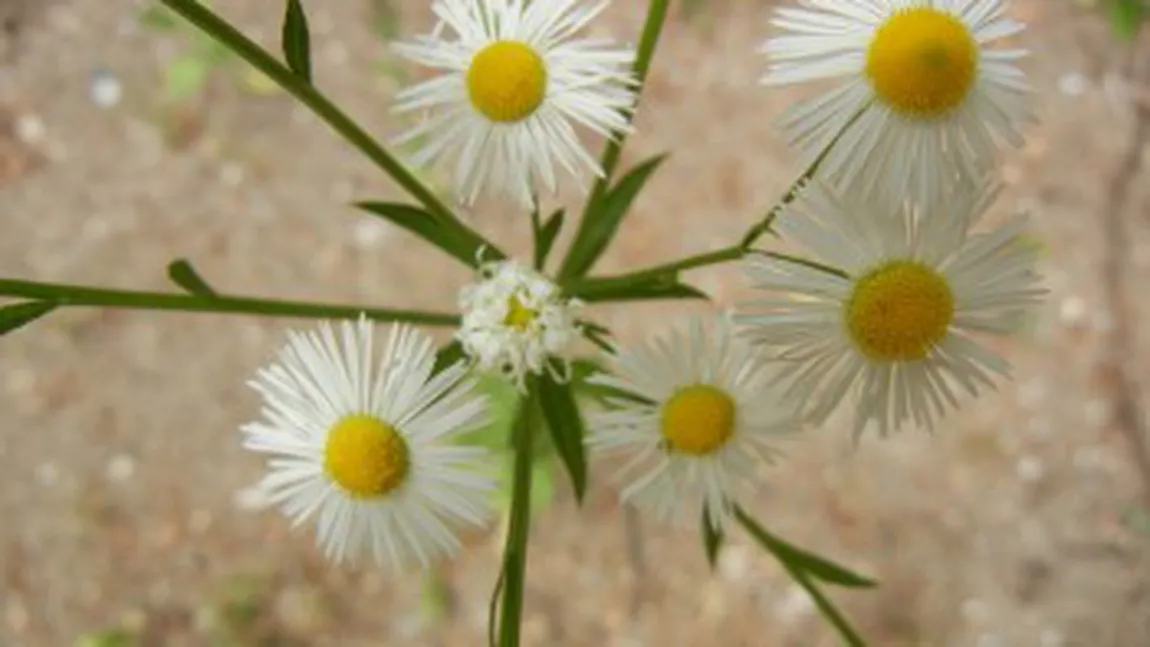 Limbajul florilor. Ce mesaje transmit plantele