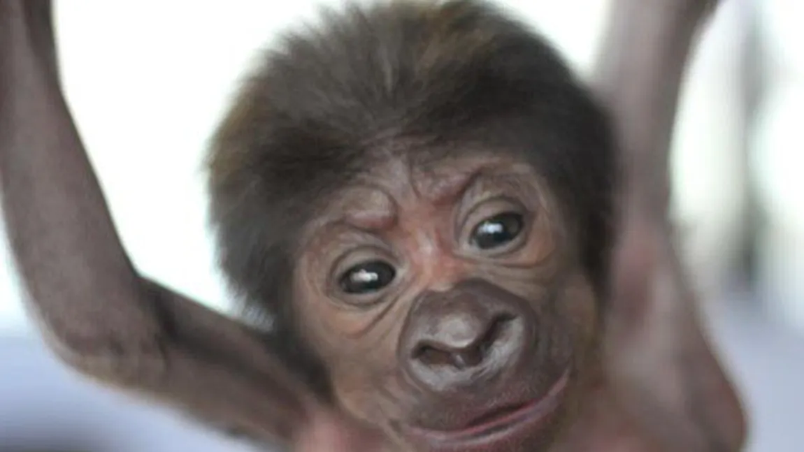 Raritate medicală. Un pui de gorilă a fost născut printr-o operaţie de cezariană. Imagini de excepţie VIDEO
