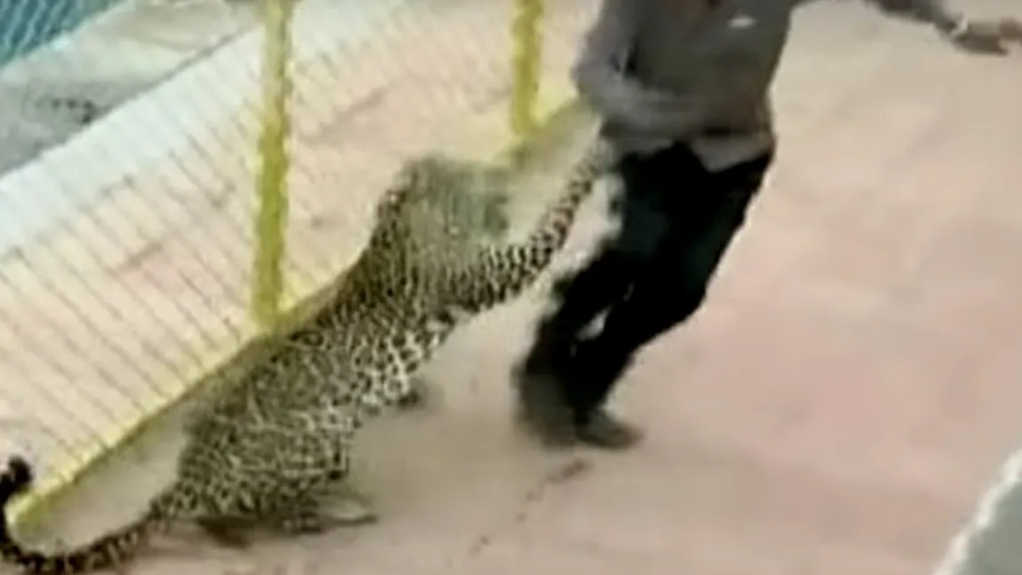Un leopard a făcut RAVAGII într-o școală din India. Mai multe persoane au căzut victime furiei felinei VIDEO