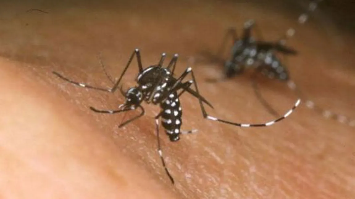 Virusul Zika a ajuns în Rusia: Persoana infectată s-a întors din vacanţă din America Centrală