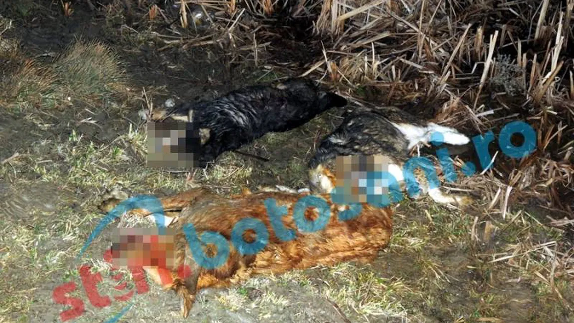 Masacru într-un sat din judeţul Botoşani. 15 caini împuşcaţi, aruncaţi într-o mlaştină