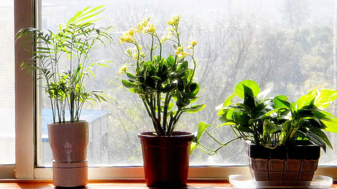 Top 4 plante de apartament care te ajută să dormi mai bine