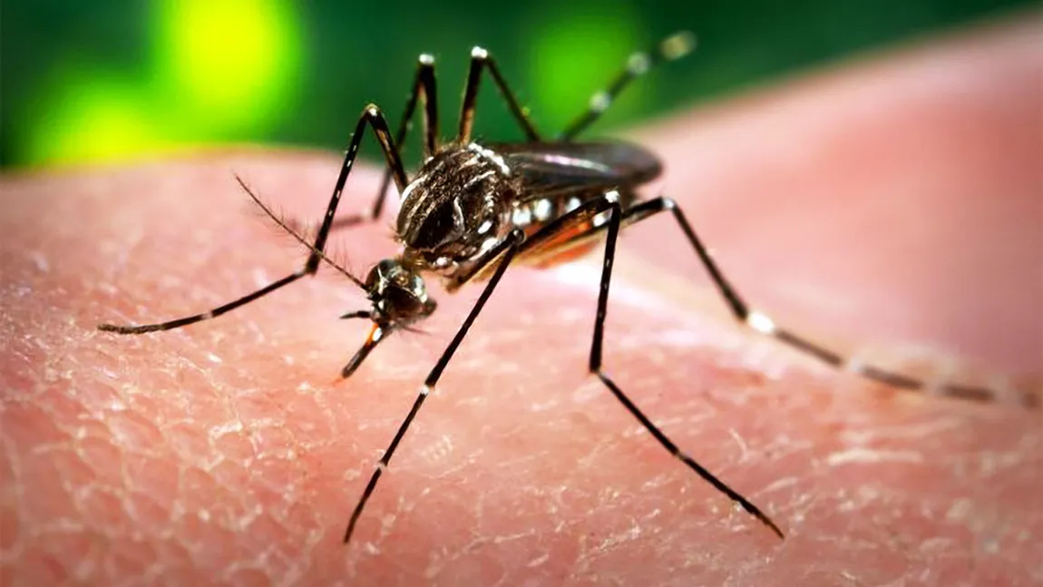OMS recomandă prudenţă în ceea ce priveşte legătura dintre virusul Zika şi sindromul Guillain-Barre