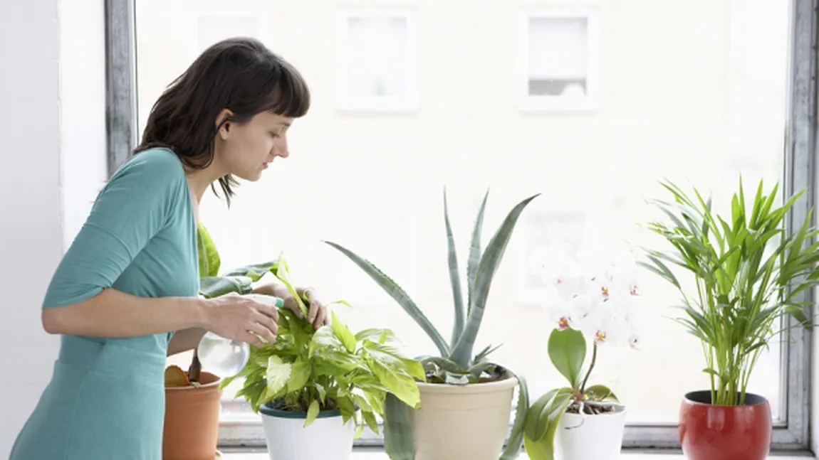 Şapte plante de interior care ţin ţânţarii la distanţă
