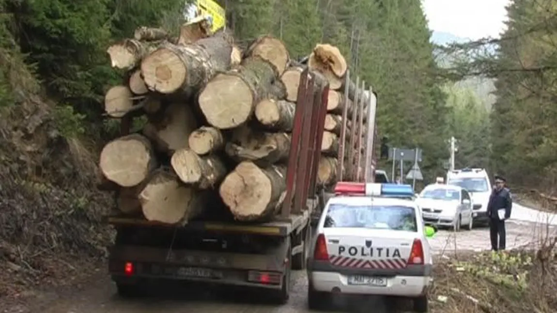 Mijloacele auto care transportă ilegal material lemnos ar putea fi CONFISCATE