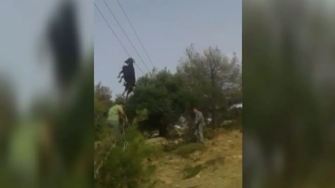 Operaţiune de salvare inedită în Grecia. O capră a fost salvată de pe firele de înaltă tensiune