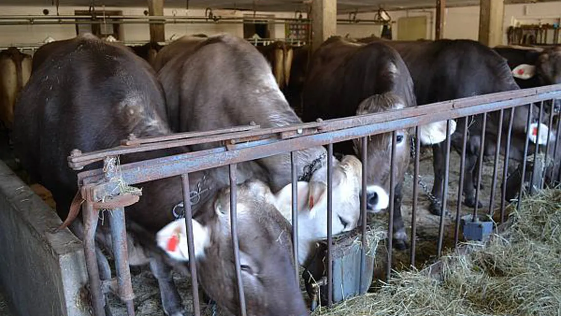 Fermierii români au vizitat fermele din Austria: 