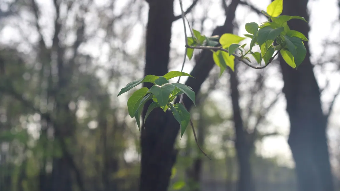 PROGNOZA METEO pentru URMĂTOARELE ZILE. Primăvara se întoarce, TEMPERATURILE ÎNCEP SĂ CREASCĂ semnificativ