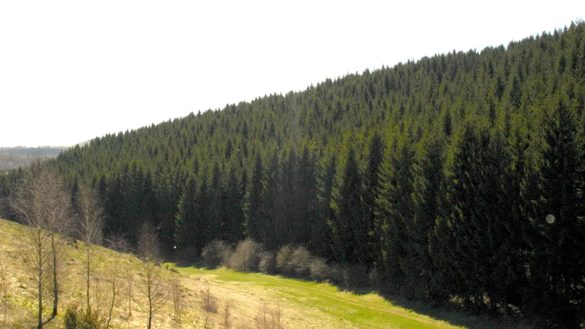 Regia Naţională a Pădurilor are 2.800 de dosare de retrocedare în instanţă, cu 533.000 de hectare