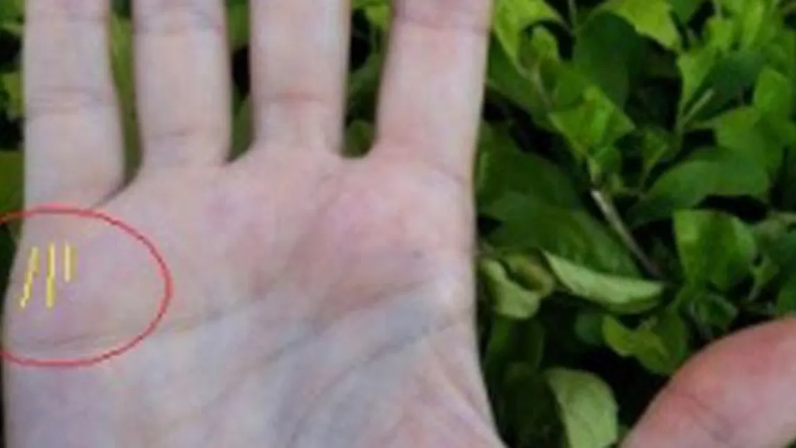 Eşti curios câţi copii vei avea? Răspunsul stă scris în palmă