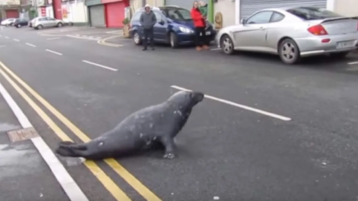 VIDEO excepţional. O focă îşi comandă zilnic mâncare, la un restaurant din Dublin