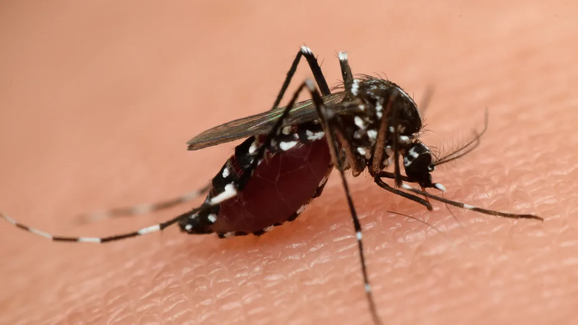 Institutul Cantacuzino: Ţânţarul vector pentru transmiterea Zika a fost identificat în septembrie în Bucureşti