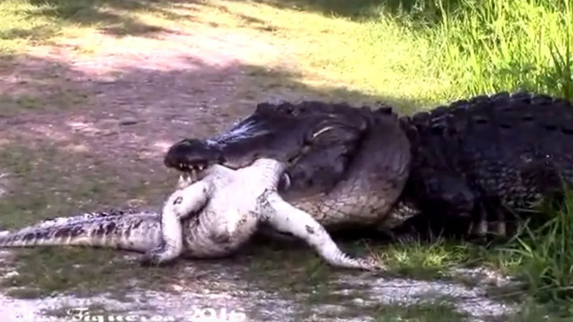 Crocodilul canibal. Un aligator uriaş a fost filmat în timp ce mânca un alt aligator VIDEO