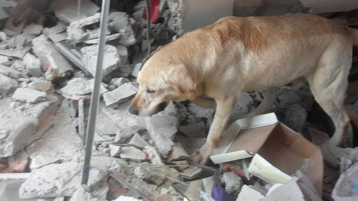 Dayko, câinele care a murit de epuizare după ce a salvat şapte persoane după cutremurul din Ecuador