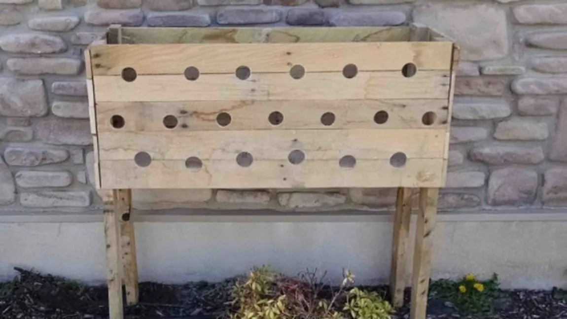 Vezi ce minunăţie îţi poate ieşi dacă faci 19 găuri într-o cutie de lemn şi pui pământ. Rezultatul este unul spectaculos