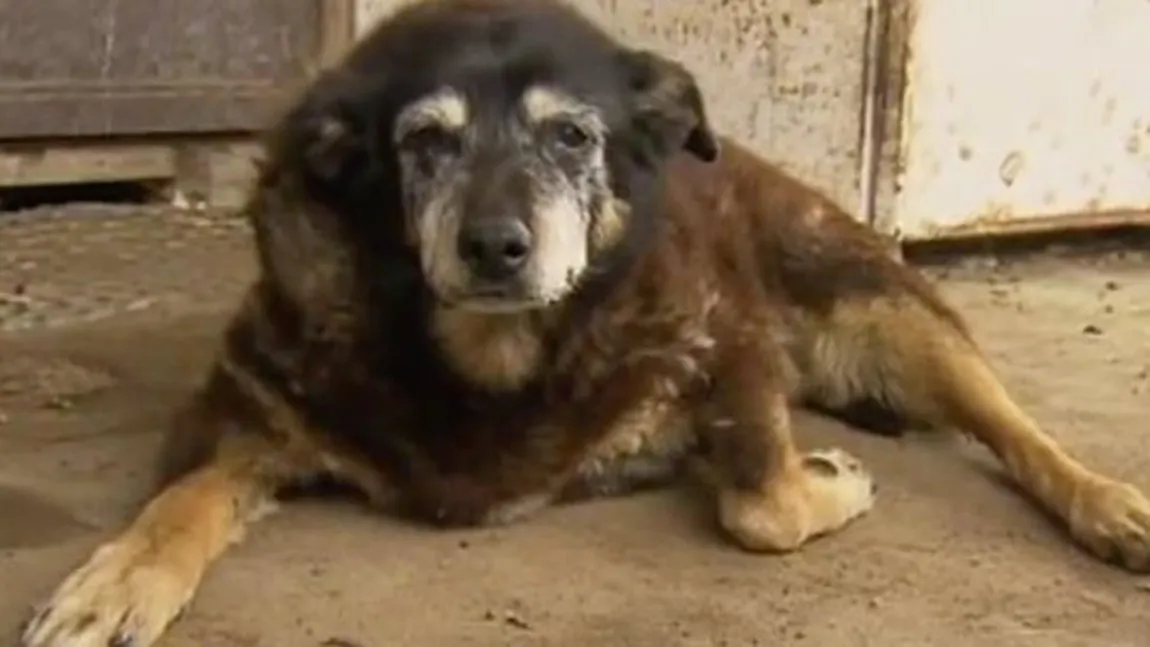 A murit Maggie, cel mai bătrân câine din lume
