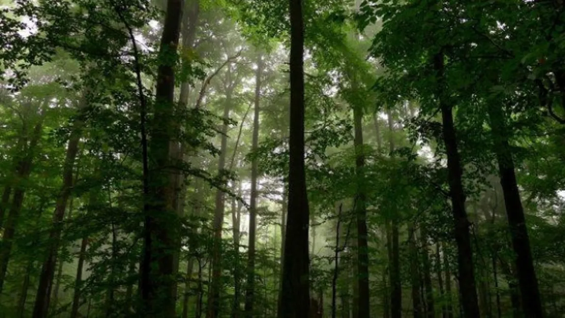 ZIUA PĂMÂNTULUI: 7,8 miliarde de copaci plantaţi în cinci ani