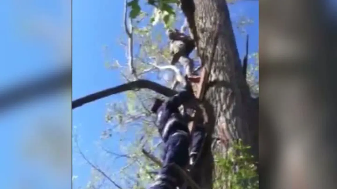Operaţiune dificilă de salvare. Un tânăr a rămas suspendat într-un copac, la 12 metri înălţime VIDEO