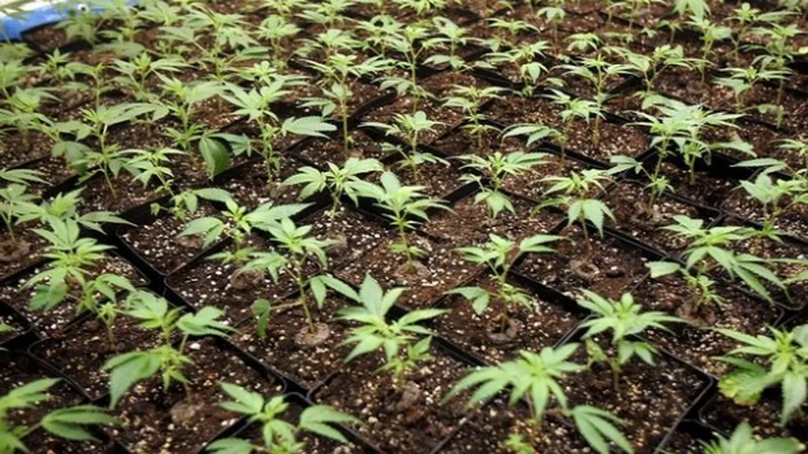 Trei elevi din Suceava, cercetaţi de DIICOT, după ce au cultivat cannabis acasă