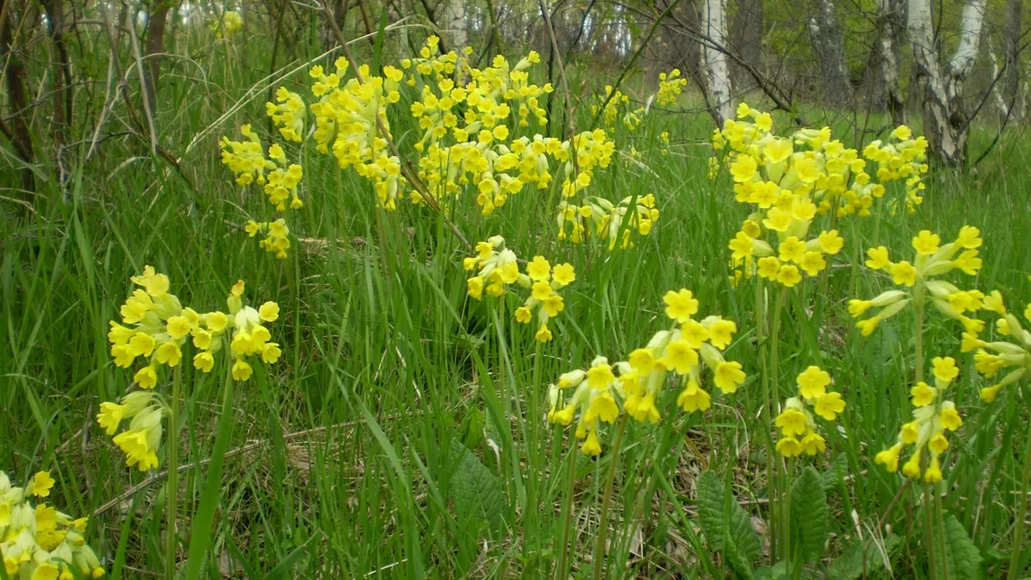 Remediul din pădure pentru inimă şi reumatism! Nu vei mai avea dureri