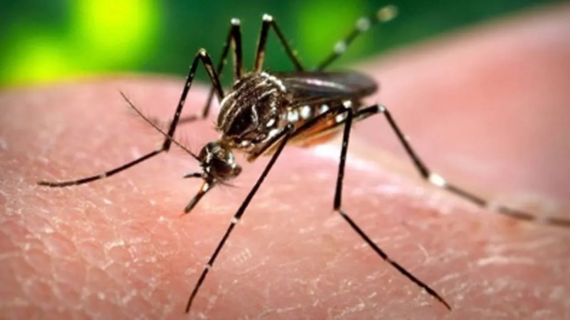 VIRUSUL ZIKA. Epidemia este rezultatul abandonării măsurilor anti-tânţari din anii 70