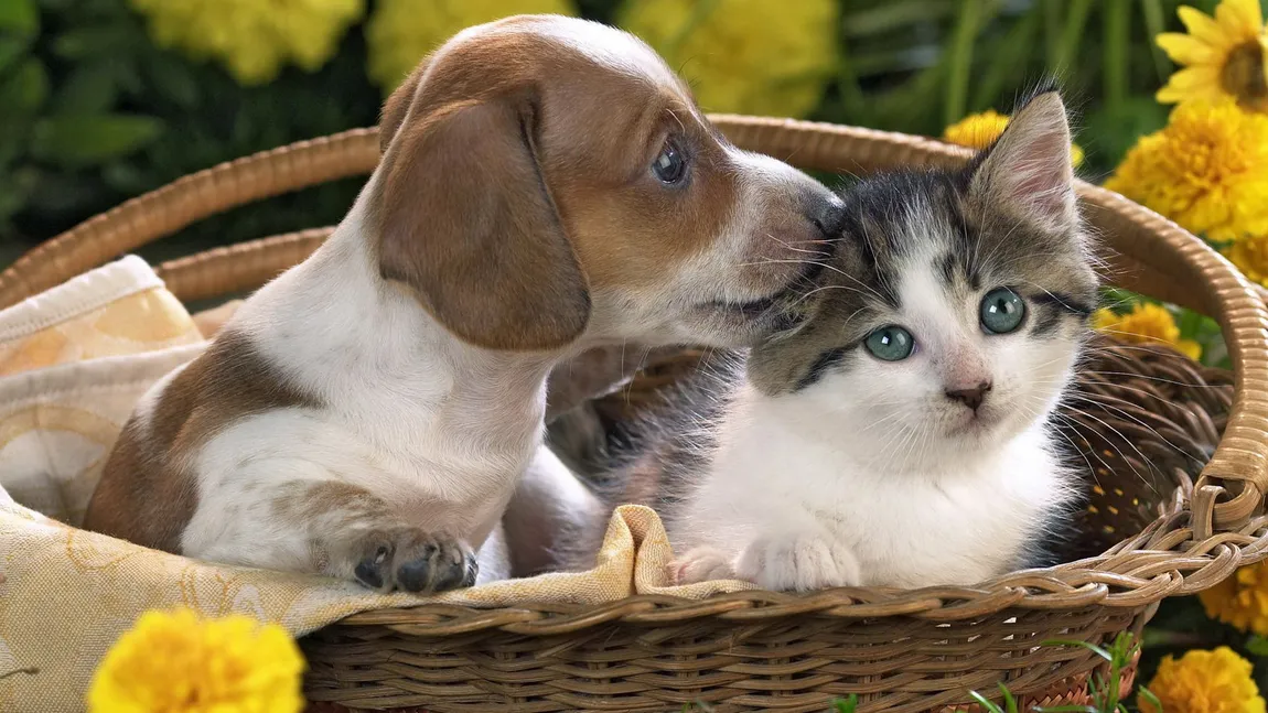 Lucruri pe care ţi le-ar spune animalul de companie dacă ar putea
