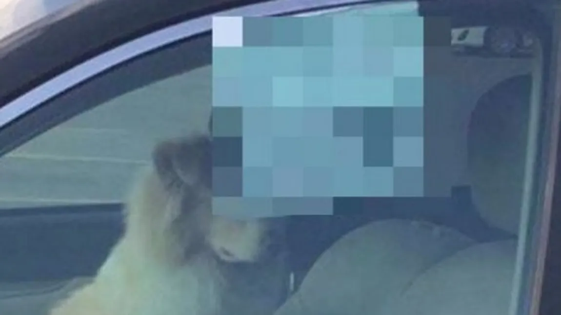 A încuiat câinele în maşină, dar a lăsat un bilet în geam FOTO