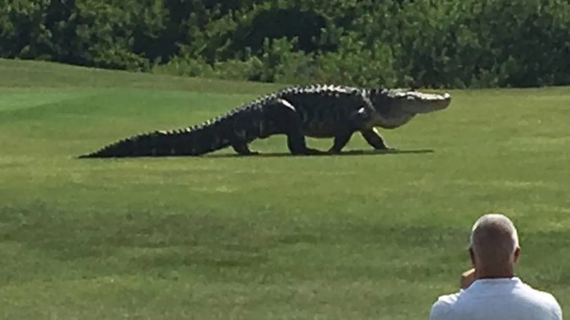 Un monstru din Jurassic Park, pe terenul de golf. Reptila are dimensiuni uriaşe VIDEO